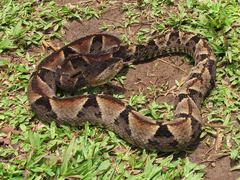 Bothrops brazili