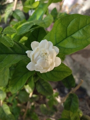 Jasminum sambac