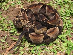 Bothrops brazili
