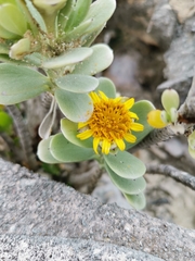 Borrichia arborescens