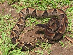 Bothrops brazili