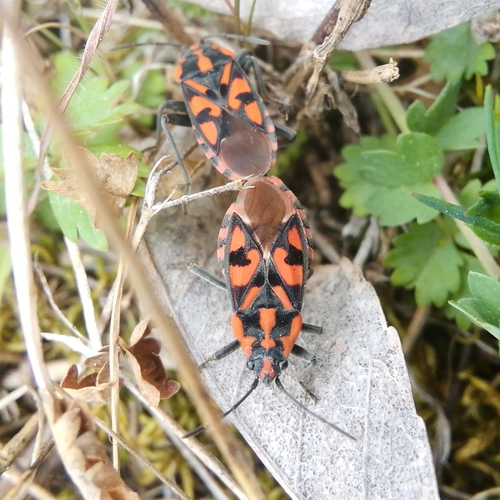 behavka skalná (Spilostethus saxatilis)