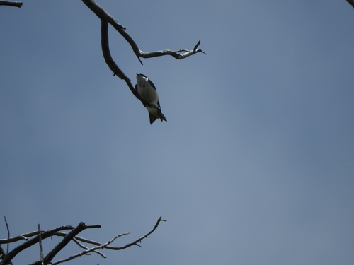 iNaturalist observation photo of Tree Swallow