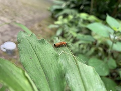 Discodon