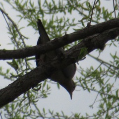 Zenaida macroura carolinensis