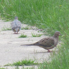 Zenaida macroura carolinensis