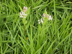 Asclepias pratensis