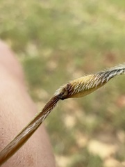 Erodium brachycarpum