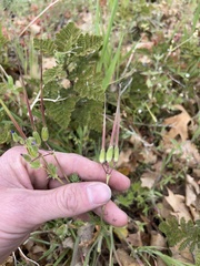 Erodium brachycarpum