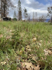 Erodium brachycarpum