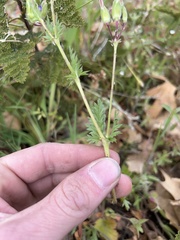 Erodium brachycarpum