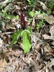 Trillium lancifolium