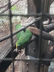 Amazona ochrocephala