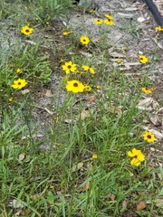 Coreopsis leavenworthii
