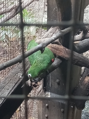 Amazona ochrocephala