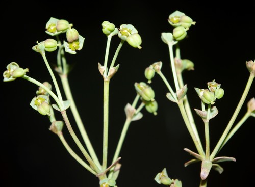 Euphorbia dracunculoides ssp. glebulosa