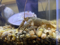 Procambarus kensleyi