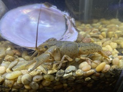 Procambarus kensleyi