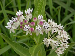 Asclepias pratensis