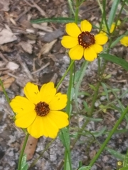 Coreopsis leavenworthii