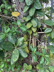 Ficus