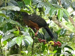 Chamaepetes goudotii