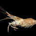 Marsh Grass Shrimp - Photo 

Eric A. Lazo-Wasem, no known copyright restrictions (public domain)