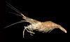 Marsh Grass Shrimp - Photo 

Eric A. Lazo-Wasem, no known copyright restrictions (public domain)