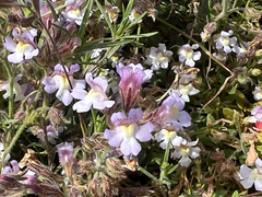 Chaenorhinum origanifolium
