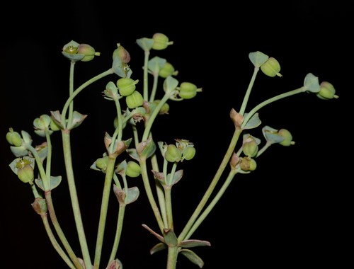 Euphorbia dracunculoides subsp. glebulosa image