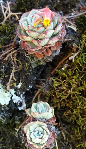Echeveria secunda