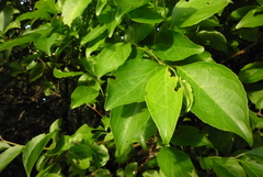 Ilex kusanoi