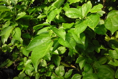 Ilex kusanoi