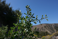 Pseudoziziphus parryi