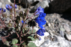 Phacelia campanularia campanularia