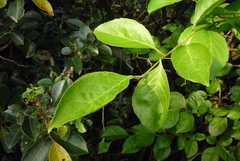 Ilex kusanoi