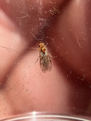 Hoplocampa