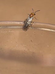 Hoplocampa