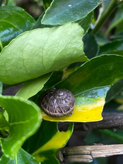 Cornu aspersum