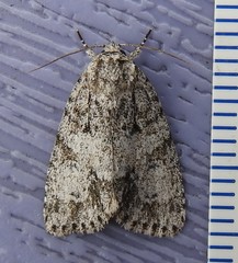 Acronicta retardata