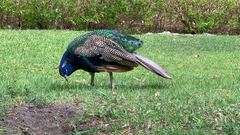 Pavo cristatus