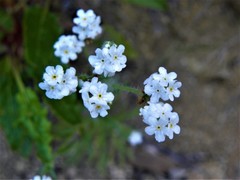 Cryptantha decipiens