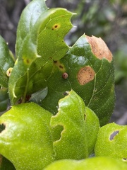 Dryocosmus minusculus