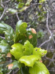 Dryocosmus minusculus