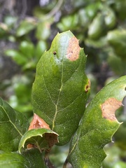 Dryocosmus minusculus