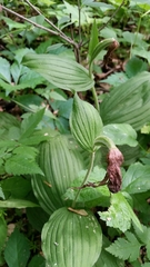 Cypripedium parviflorum pubescens