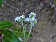 Cryptantha decipiens