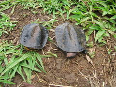 Platemys platycephala