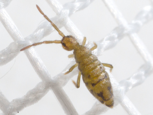 Entomobrya nivalis