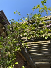 Bignonia callistegioides